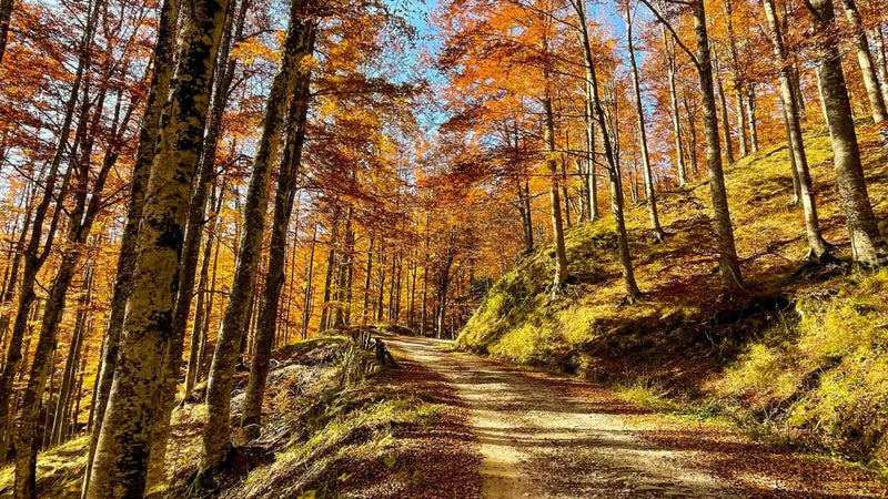 Nella forestale più bella d'Italia ecco la Romagna Selvaggia Gravel