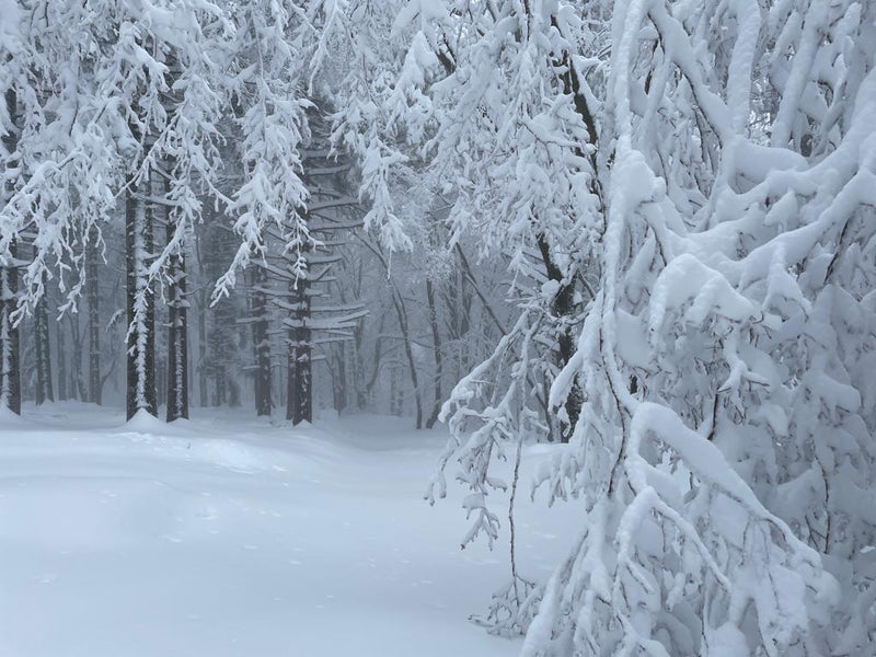 A Villagrande continua a nevicare. Annullata la prima del Caveja 2023
